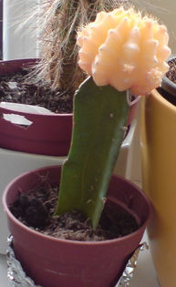 DSC00761; 5 apr 2013
