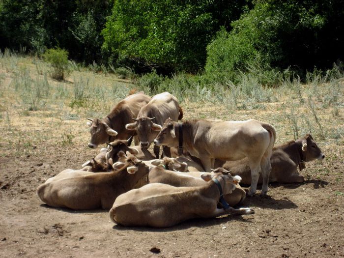 Vaca_bruna_del_Pirineo_en_Bescaran