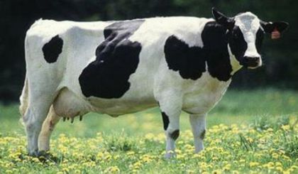 62108-vaca - x02-Baltata cu negru romaneasca
