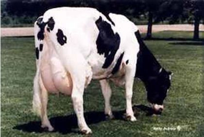 vaca art1 - x02-Baltata cu negru romaneasca