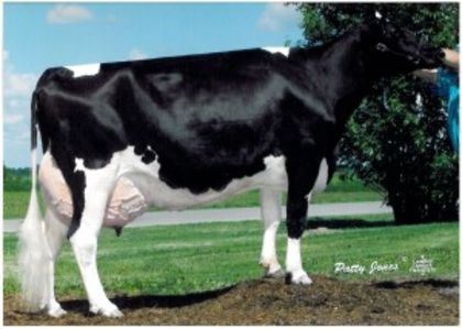 vacuta 112846 smurf the cow most milk produced in a lifetime-5331 - x02-Baltata cu negru romaneasca