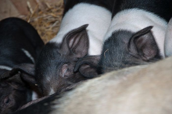 porci-bazna-10-ianuarie-2012-15 - x01-Bazna