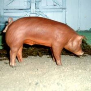 images (1) - x03-Duroc