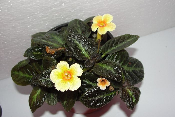 Suomi - Episcia S