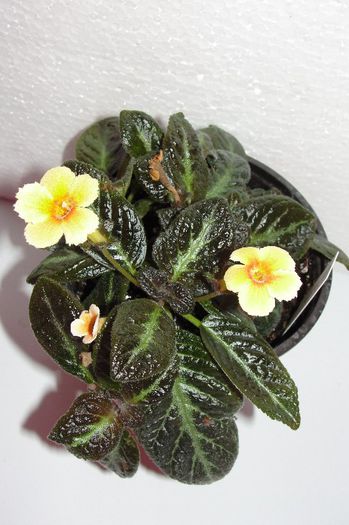  - Episcia S