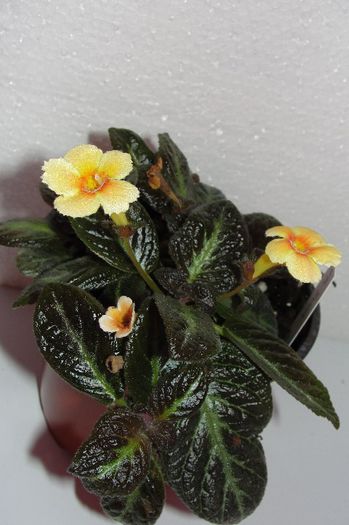  - Episcia S