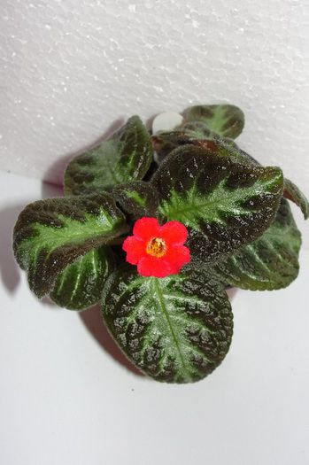 Mint Julep - Episcia M