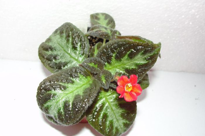  - Episcia M