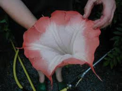 brugmansia                       redpicotee