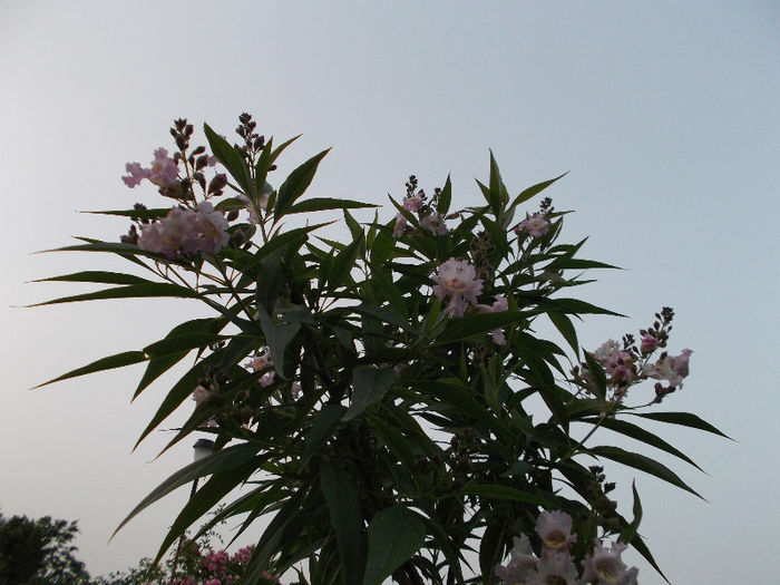 Chitalpa Tashkentensis