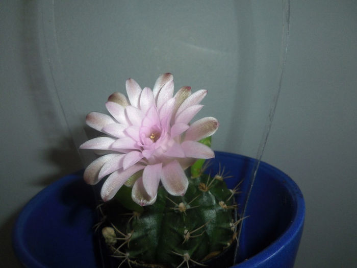 29 mai 2013 - 2013 Cactusi Suculente