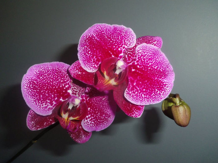 26 mai 2013 - 2013 Orhidee