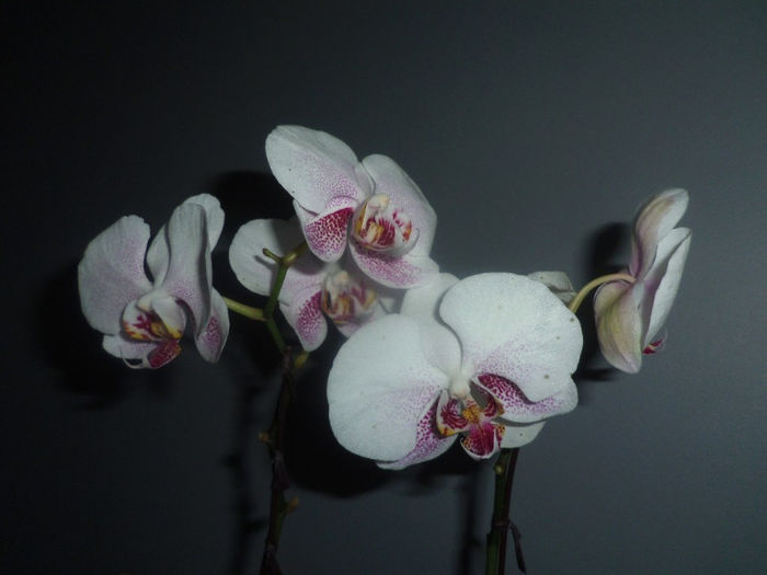 26 mai 2013 - 2013 Orhidee