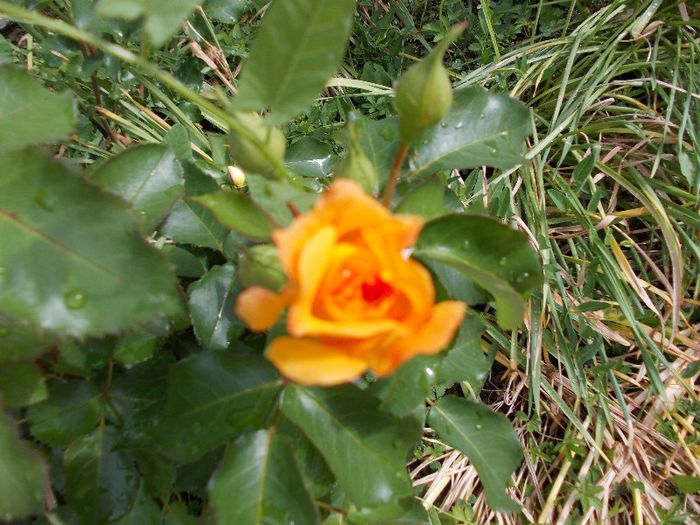 DSCN0464