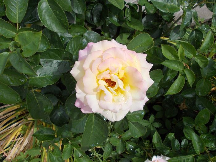 DSCN0471