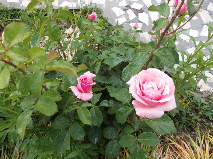 DSCN0473