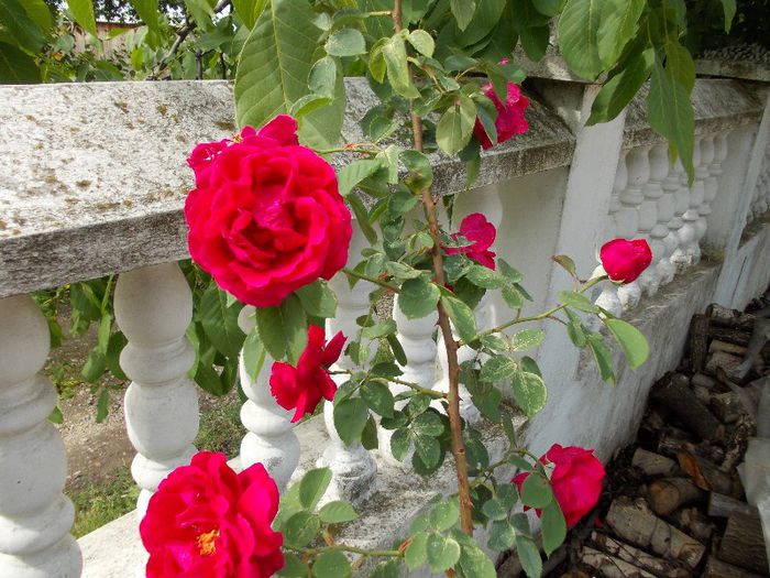DSCN0486