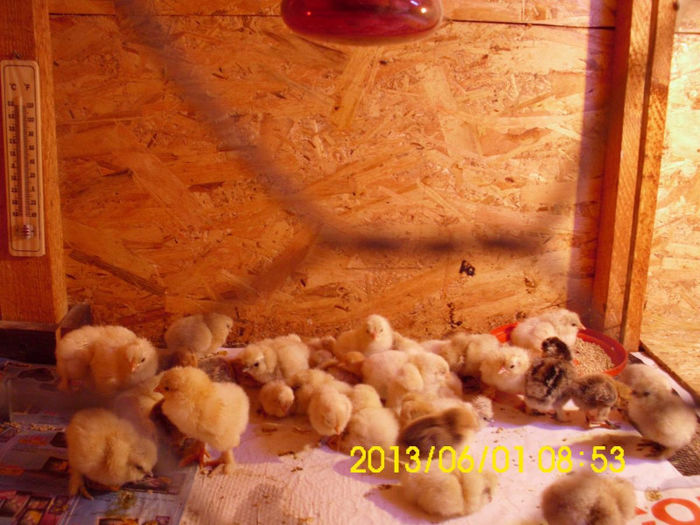 1 Zi: Matase Alba Mii De Flori Rosu  Isabel BHD; Matase Alba Mii De Flori Rosu  Isabel BHD
