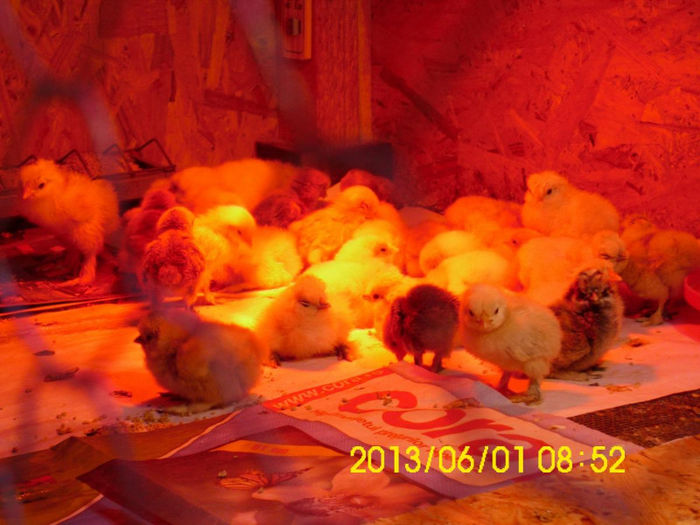 1 Zi: Matase Alba Mii De Flori Rosu  Isabel BHD; 1 Zi: Matase Alba Mii De Flori Rosu  Isabel BHD
