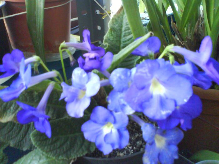 streptocarpus; streptocarpus
