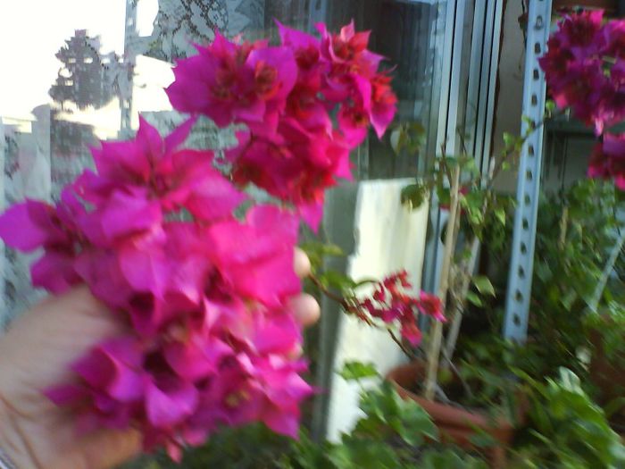 bougainvillea cu floare batuta; bougainvillea cu floare batuta
