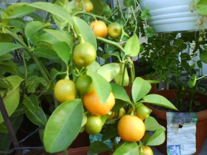 calamondin; calamondin
