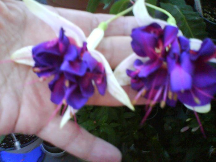 fuchsia deep purple; fuchsia deep purple
