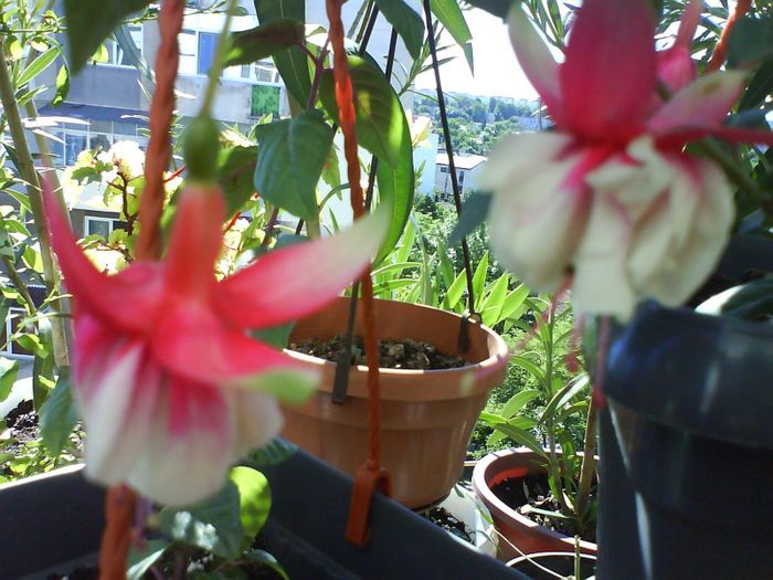 fuchsia el camino - florile mele