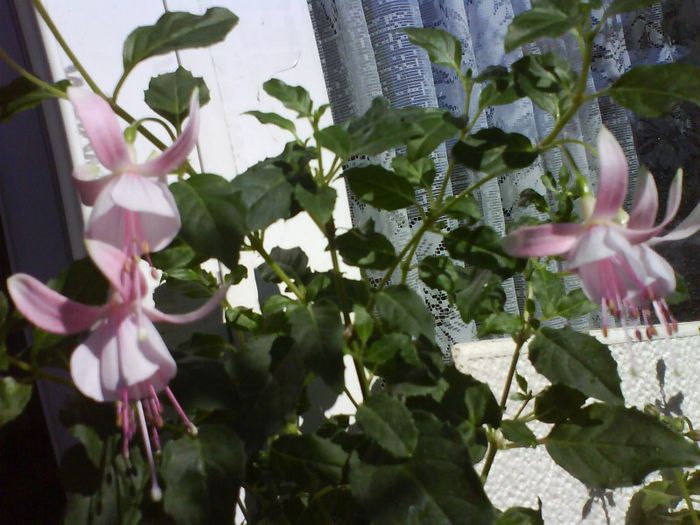 fuchsia mov deschis - florile mele