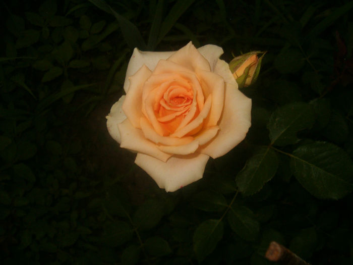 Picture 055