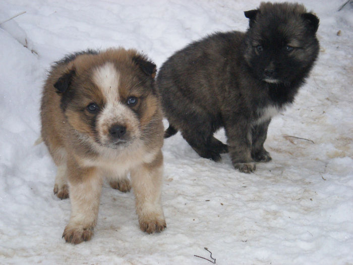 Caramica cu Negreasa; Adorabile
