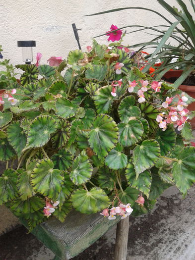 begonia