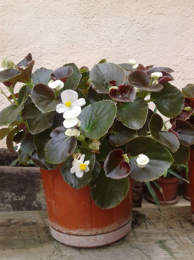 begonia