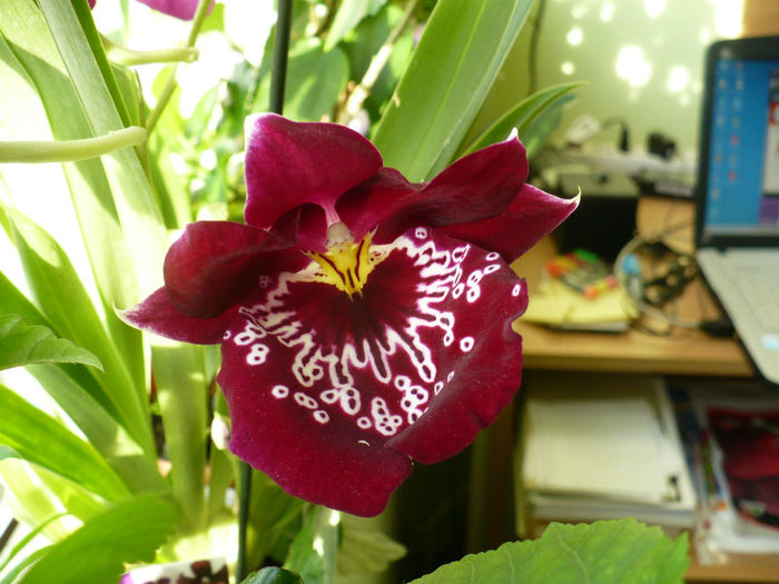 Miltonia 31 mai