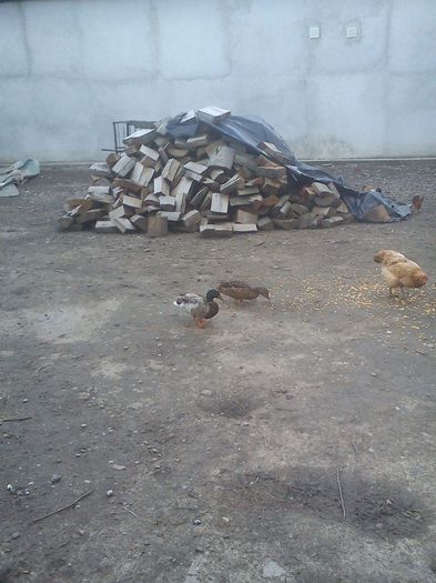 DSC05522 - Rata salbatica cu boboci