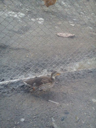 DSC05523 - Rata salbatica cu boboci