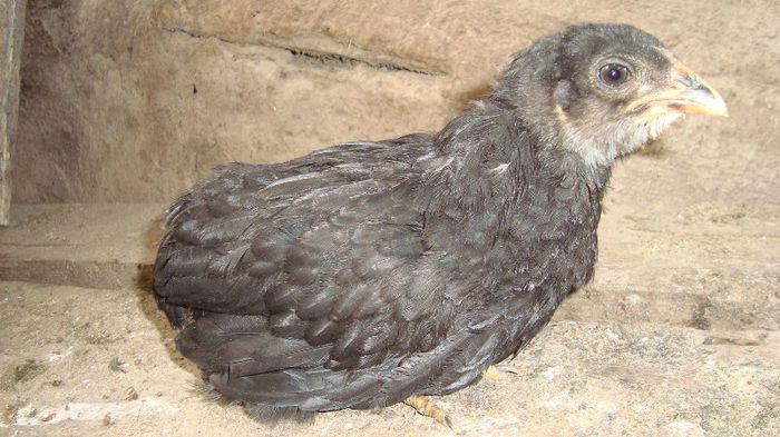 Araucana negru