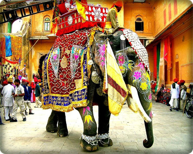 ● Riding an Elephant in Rajasthan ●