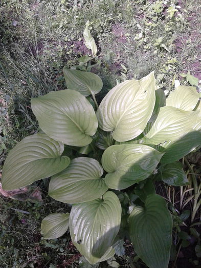 hosta - hosta