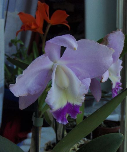 catt mov mai2013 - Cattleya