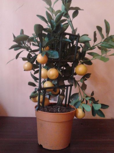 clementin pe scarita la 90 ron