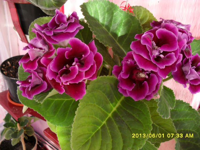 Gloxinii 01 06-2013
