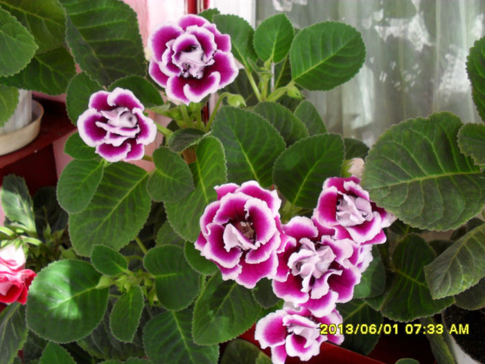 Gloxinii 01 06-2013