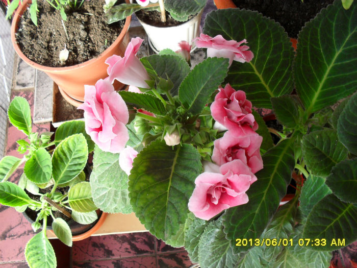 Gloxinii 01 06-2013