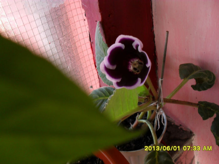 Gloxinii 01 06-2013 - Flori-2013