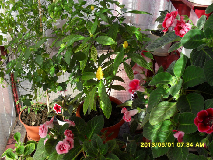 Gloxinii 01 06-2013
