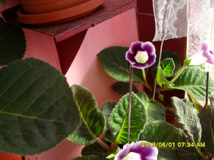 Gloxinii 01 06-2013