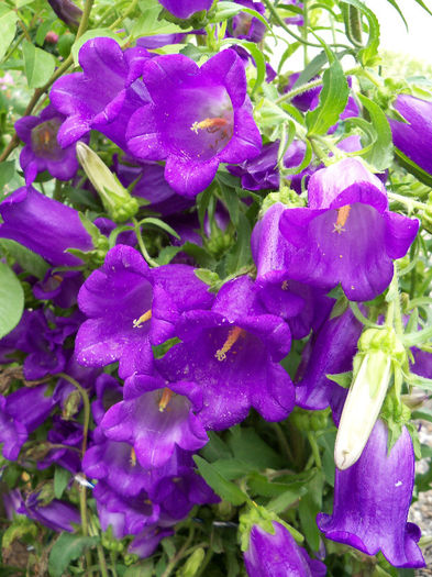 01.06.2013 - CAMPANULA 2013