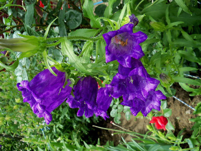 101_9854p1 - CAMPANULA 2013