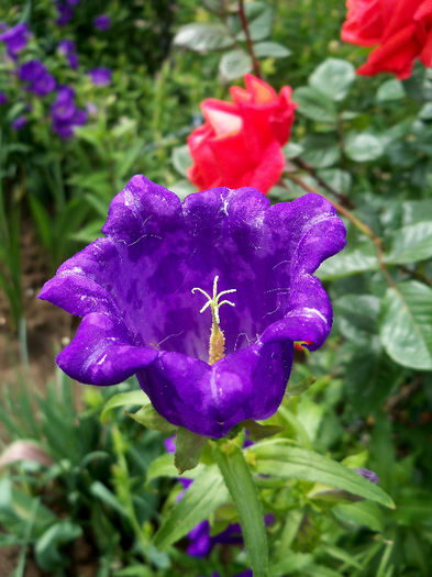 101_9855p1 - CAMPANULA 2013